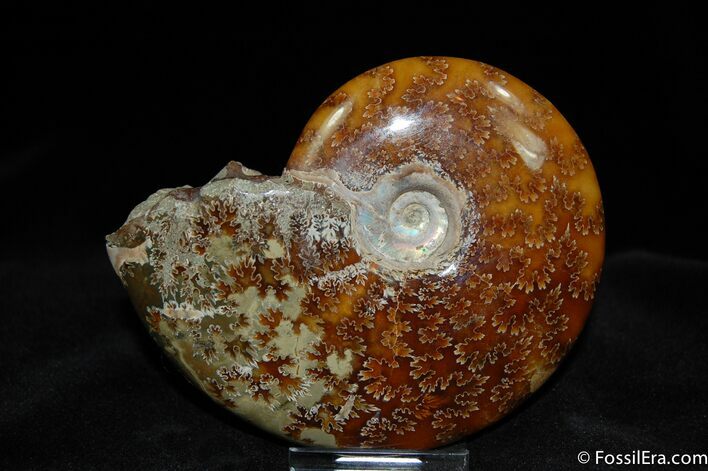 Beautiful Inch Polished Cleoniceras Ammonite #515